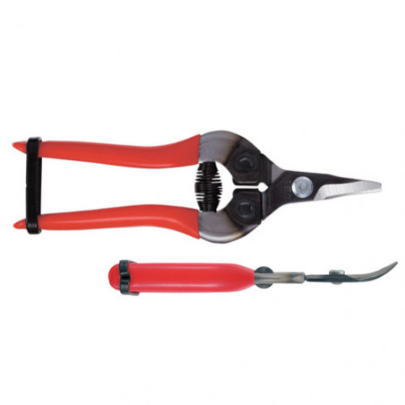 Sécateur à fruit ARS 16 cm