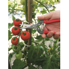 Sécateur à fruit ARS 19 cm