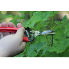 Sécateur à fruit ARS 19 cm